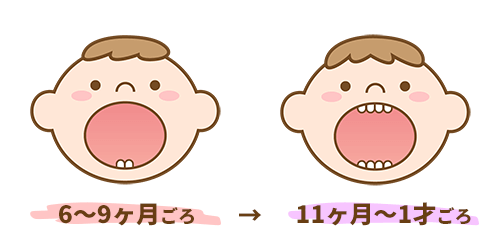 赤ちゃんの歯が生える時期