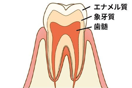 永久歯の説明