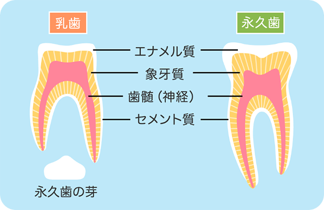 乳歯と永久歯のエナメル質の厚みの違い