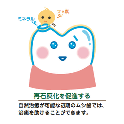 再石灰化を促進