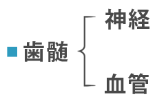 歯髄、神経、血管