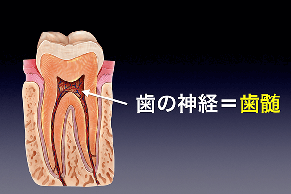 歯の神経=歯髄