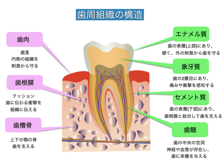 歯 の 痛み 虫歯 じゃ ない